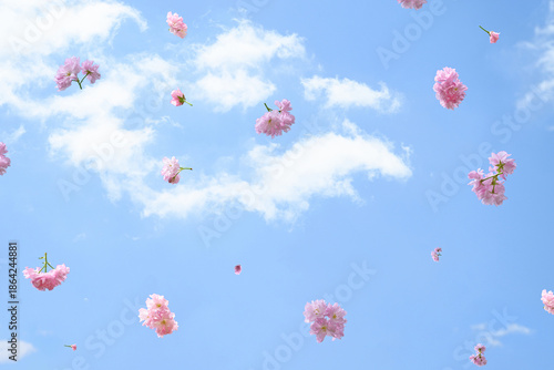 Spring pink cherry blossom flowers floating in a blue sky with soft white clouds. Minimal spring background with blooming sakura flowers, light and airy atmosphere, copy space.