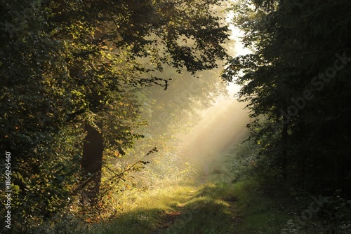 A path through a misty autumn forest during sunrise, September, Poland