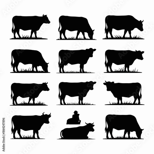 Collection of cow silhouettes isolated on white background, Vector, illustration