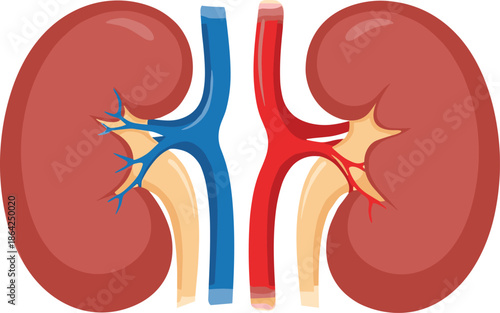 Human kidneys, anatomical illustration, renal system, medical diagram, internal organs, blood vessels, kidney anatomy, healthcare graphic, biology education, filtration process, body structure