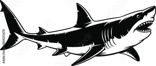 Great white shark vector illustration, hand drawn marine predator sketch, ocean life and aquatic wildlife design