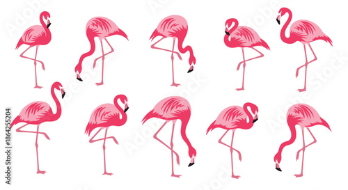 Collection of graceful pink flamingos standing in various poses including on one leg isolated on a clean white background design.