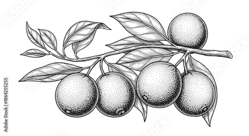 Hand-drawn branch of an olive tree with ripe olives and leaves in a detailed black and white vintage engraving sketch style.