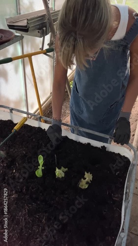 Woman with gardening gloves planting lettuce seedlings in greenhouse