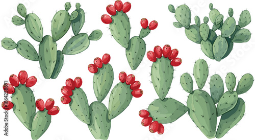 Vector Collection of Prickly Pear Cactus with Red Tuna Fruit