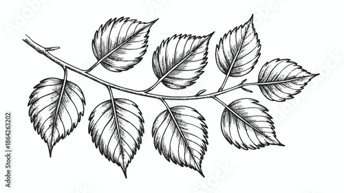 black and white drawing of a branch with leaves  illustration