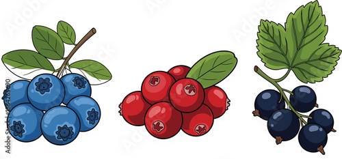 Fresh Organic Forest Berry Collection Featuring Ripe Blueberries Cranberries and Blackcurrants with Green Leaves for Healthy Nutrition and Food Packaging Design