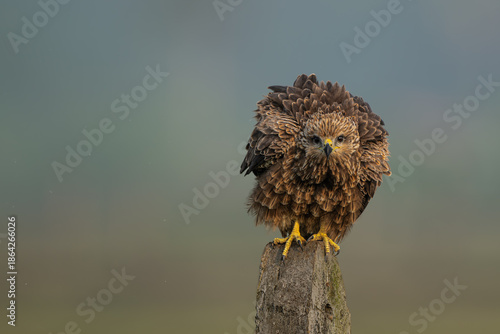 Valokuva Black Kite