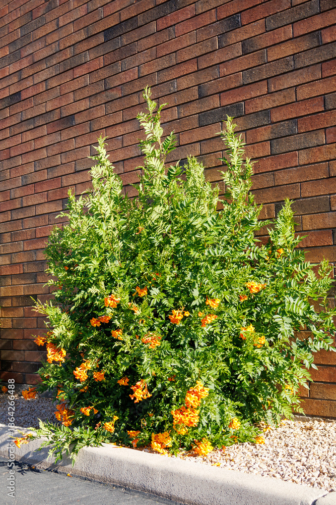 Obraz premium Large, lush flowering shrub of Tecomaria capensis, also known as Cape Honeysuckle or Marmalade Bush, planted against a red-brown brick wall, Phoenix, Arizona