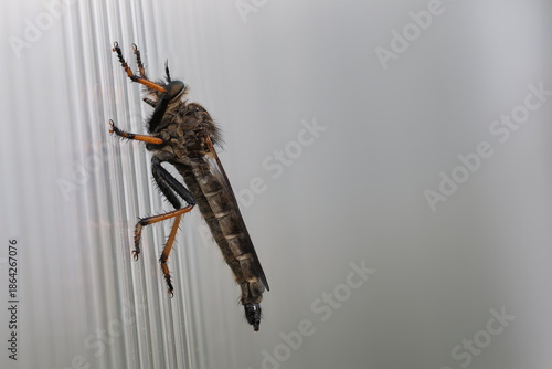 Robber fly taking a rest
