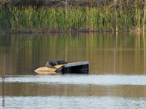 Alligator at Six Mile Cypress Slough Preserve