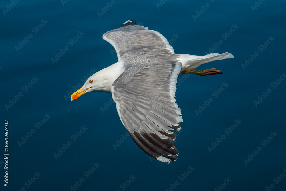 Obraz premium Seagull in flight over the sea in Greece.