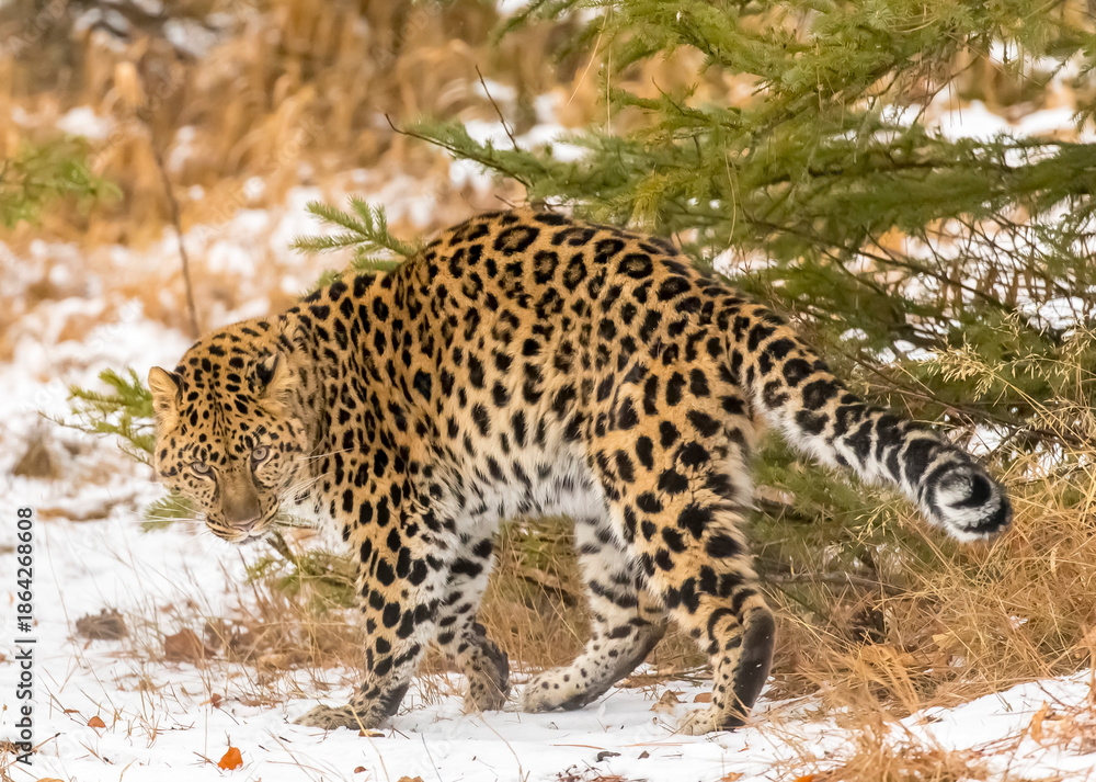 Obraz premium Grace in the Frost: The Amur Leopard on the Hunt