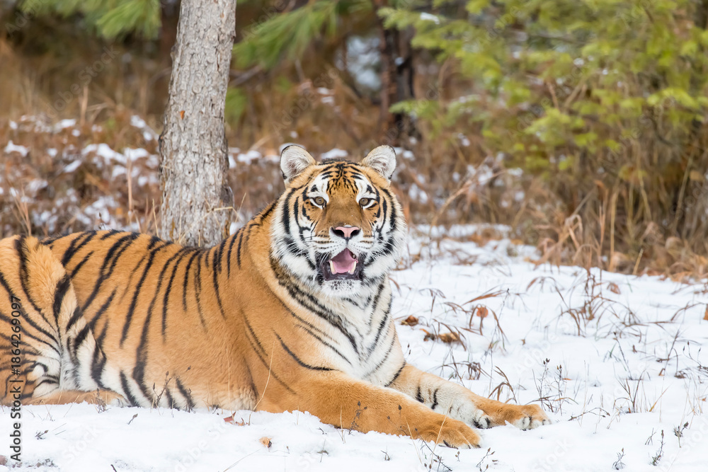 Obraz premium Winter Shadow: A Bengal Tiger on the Hunt