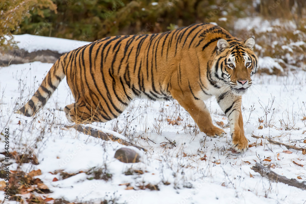Obraz premium Winter Shadow: A Bengal Tiger on the Hunt