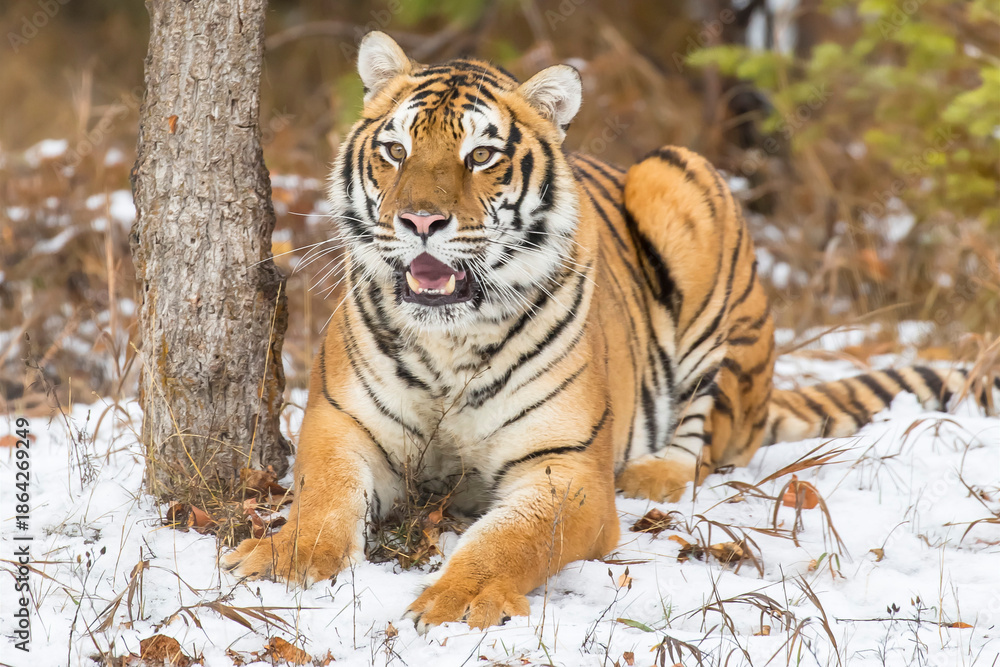 Obraz premium Winter Shadow: A Bengal Tiger on the Hunt