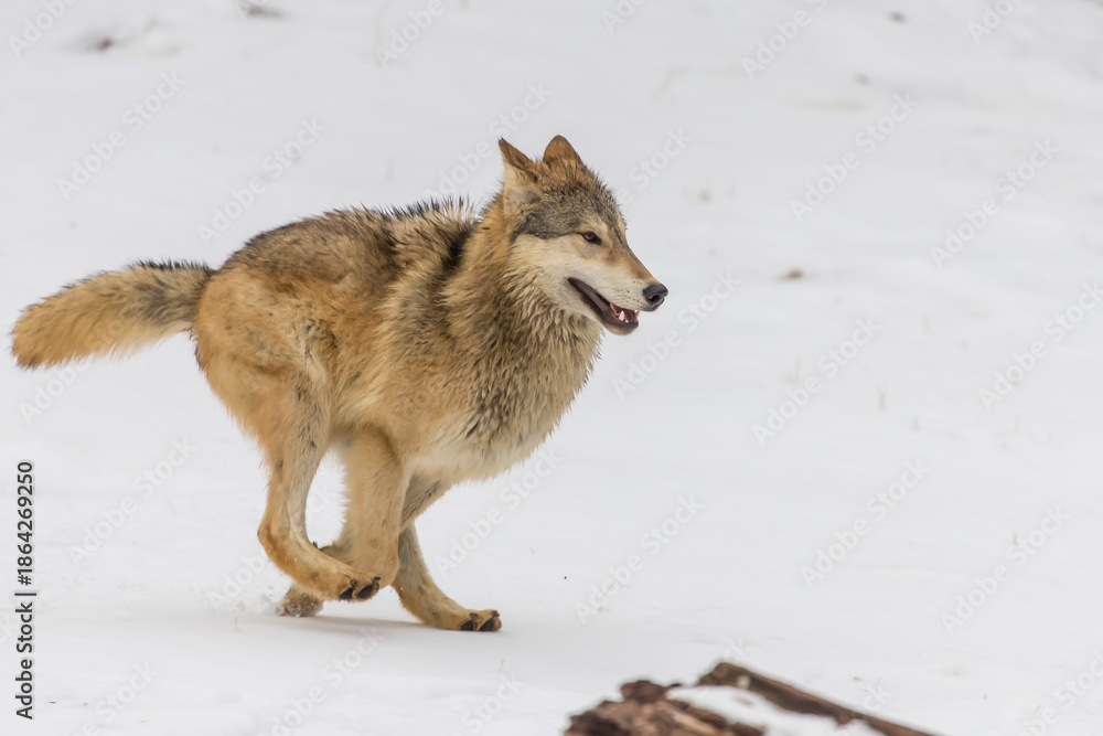Fototapeta premium Winter Unity: Tundra Wolves Bound by Trust Before the Hunt