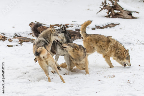 Quadro em tela Winter Unity: Tundra Wolves Bound by Trust Before the Hunt
