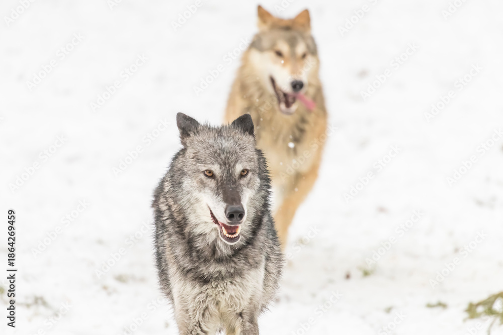 Obraz premium Winter Unity: Tundra Wolves Bound by Trust Before the Hunt