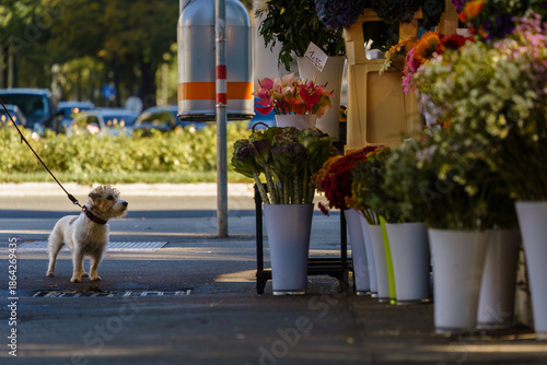 Terrier waiting outside flower shop in Vienna