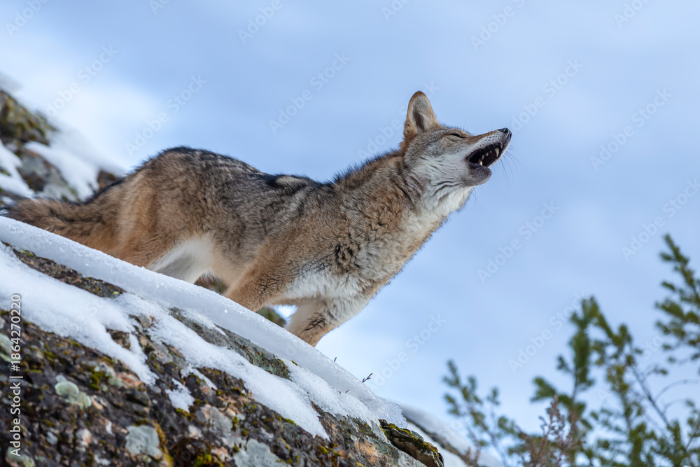Obraz premium Silent Tracker: Coyote on the Hunt in Montana’s Winter Mountains