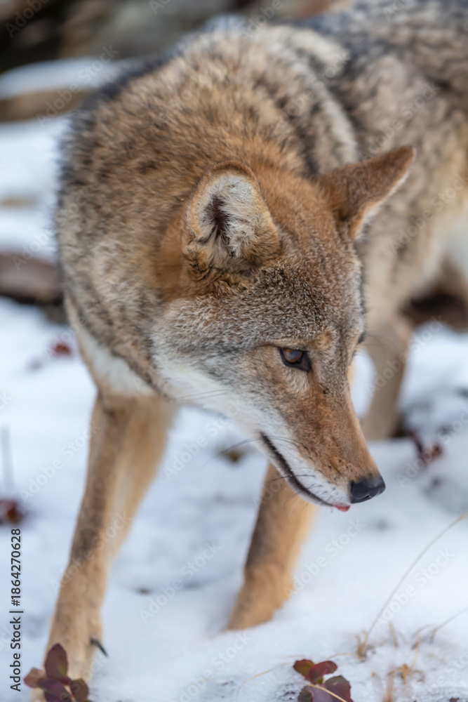 Obraz premium Silent Tracker: Coyote on the Hunt in Montana’s Winter Mountains