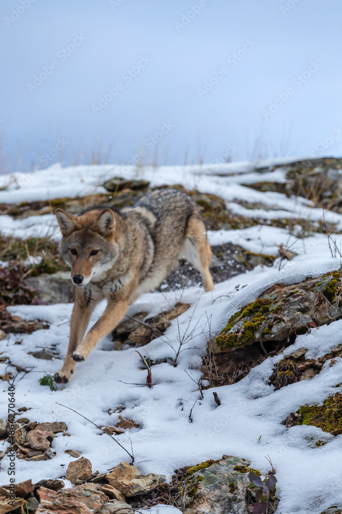 Obraz premium Silent Tracker: Coyote on the Hunt in Montana’s Winter Mountains