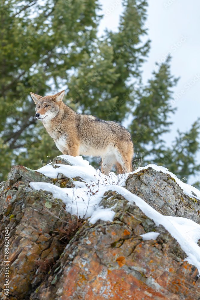 Naklejka premium Silent Tracker: Coyote on the Hunt in Montana’s Winter Mountains