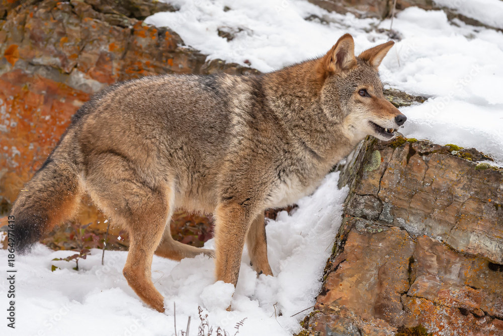Obraz premium Silent Tracker: Coyote on the Hunt in Montana’s Winter Mountains