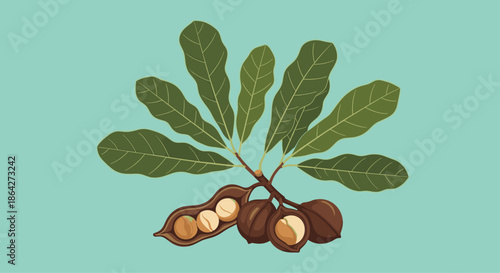 Green branch of a macadamia tree featuring ripe nuts in brown shells with some opened to reveal the crunchy white kernels inside.