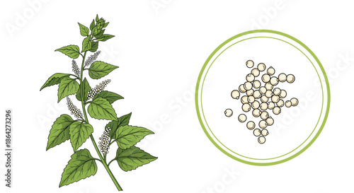 Detailed botanical illustration of an amaranth plant with red flowers and a side view of its nutritious white grains.