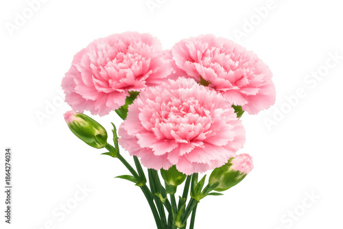 Wallpaper Mural Pink carnations blooming, symbolizing mother's day, love, and spring on transparent background for floral designs Torontodigital.ca