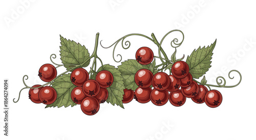 Bunch of ripe red currants with thin curly vines and green leaves isolated on a plain white background for culinary use.