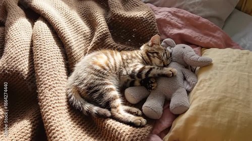 Cozy Kitten Napping With Plush Elephant On Brown Blanket In Warm Sunlight Video