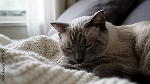 Cozy Sleep: Adorable Siamese Cat Napping Peacefully on A Knitted Blanket In Natural Light