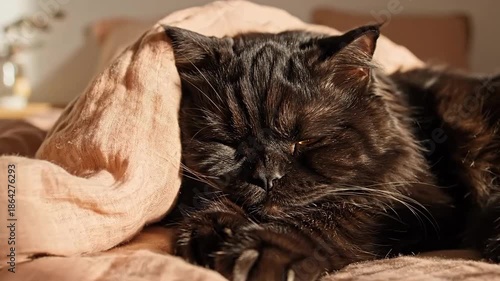 Cute Black Cat Napping Peacefully Under Cozy Blanket On Comfortable Bed At Home