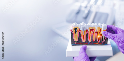 Tableau sur toile Dental model of tooth anatomy held by dentist in purple gloves, banner medical t