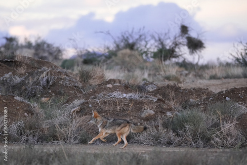 Coyote running through the desert on a cloudy day