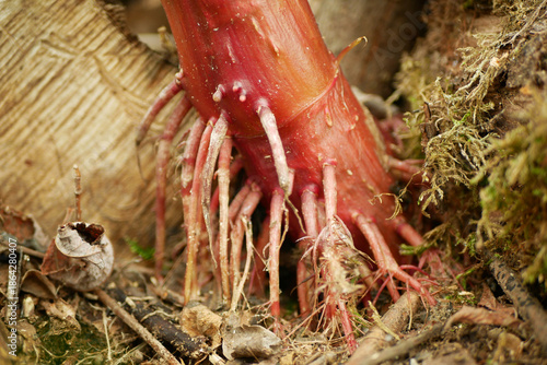 Tableau sur toile Himalayan balsam fibrous roots shallow Impatiens glandulifera invasive bloom clo