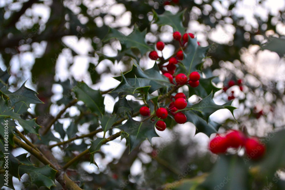 Fototapeta premium A detailed close-up of glossy green English holly (Ilex aquifolium) leaves with sharp, spiny margins and vibrant red berries on a branch. Winter holidays and Christmas traditions