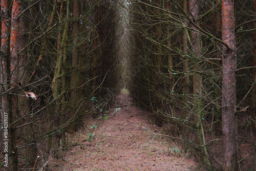 A mysterious narrow dirt path leading through a dense plantation of young pine trees. The closely spaced trees and bare branches create a natural tunnel or alley. Horyzontal horror spooky background