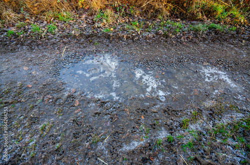 Wallpaper Mural Frozen puddle on a muddy, gravel path with frost on the grass and fallen leaves Torontodigital.ca