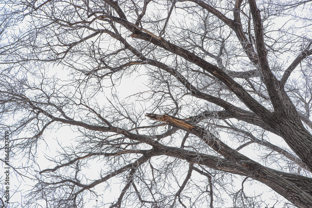 Obraz premium winter tree branches