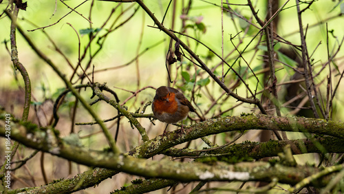 Bird sitting on the branch of the tree