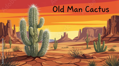 The old man cactus displays long white hair-like spines that protect it from sun exposure and temperature extremes on a dry desert plateau