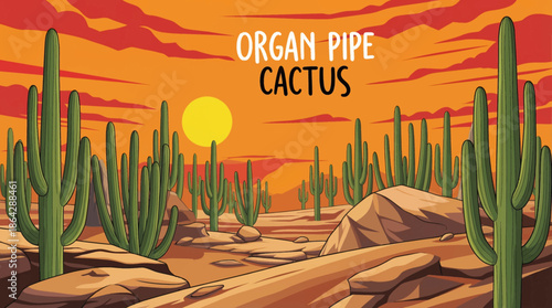 Tall organ pipe cacti rise from a desert valley, forming dense clusters that highlight biodiversity and vertical growth patterns in extreme desert environments