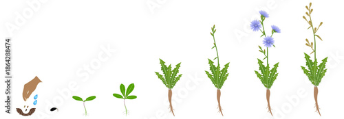 Cycle of growth of chicory plant isolated on a white background..eps