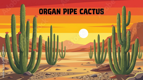 Tall organ pipe cacti rise from a desert valley, forming dense clusters that highlight biodiversity and vertical growth patterns in extreme desert environments
