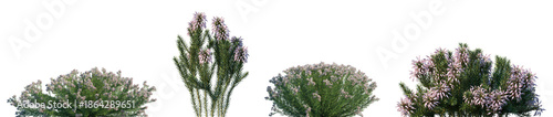 Foto Set of Erica arborea (the tree heath or tree heather) and Erica multiflora (Medi