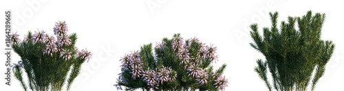Set of Erica multiflora (Mediterranean Heathisolated) png on a transparent background perfectly cutout